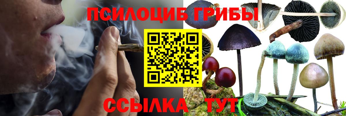 Мценск  Псилоцибиновые грибы Psilocybine cubensis  Вход с VPN 